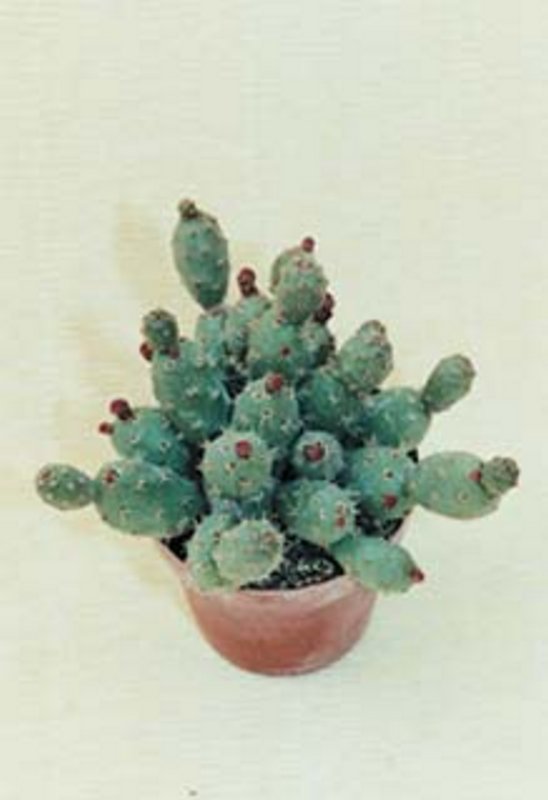 Tephrocactus Sp.jpg